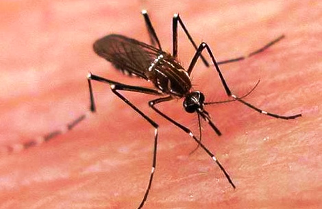 La Salute in Brasile: Febbre Gialla, Malaria e Dengue