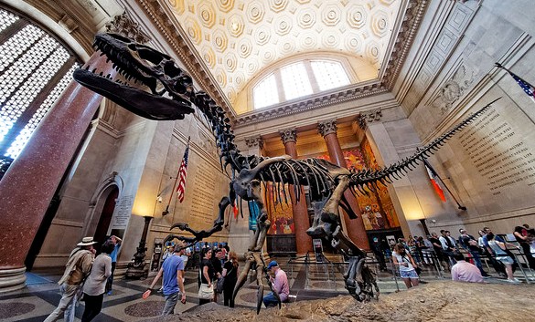 Dinosaur at the American Museum of Natural History, New York
