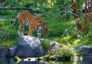 I 2 Zoo di New York: Central Park Zoo e Bronx Zoo