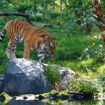 I 2 Zoo di New York: Central Park Zoo e Bronx Zoo