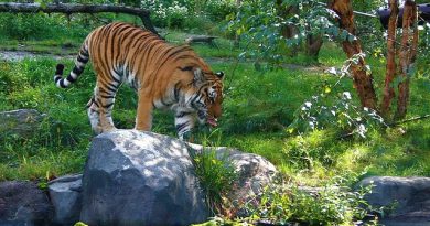 I 2 Zoo di New York: Central Park Zoo e Bronx Zoo