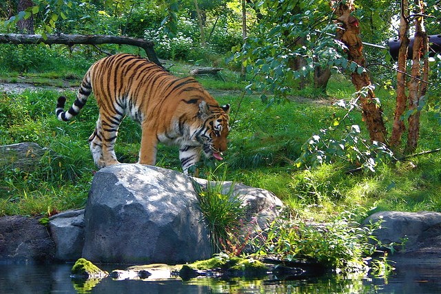 I 2 Zoo di New York: Central Park Zoo e Bronx Zoo