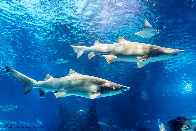 Sharks, Aquarium Barcelona, Spain
