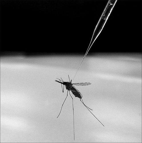 Anopheles gambiae mosquito being injected with hemolymph for malaria research study