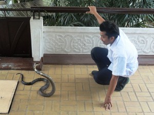 Snake Farm (Queen Saovabha Institute) in Bangkok