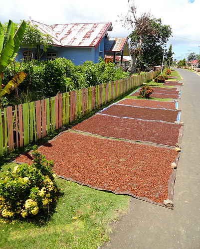 Spices on the Road in Pulau Tidore, The Moluccas (Maluku)