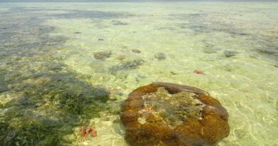 Le Isole di Bunaken e Siladen: i Coralli Più Belli d’Indonesia