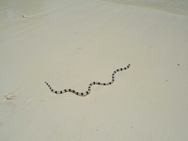 Sea Snake at Pantai Liang Kareta, Pulau Pasi, West Coast of Selayar, South Sulawesi, Indonesia