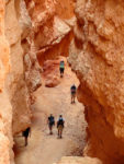 Walking Inside Wall Street Slot Canyon on the Navajo Loop in Bryce Canyon National Park in Utah