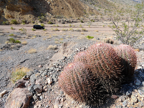 Cactus in Titus Canyon, Death Valley National Park, California