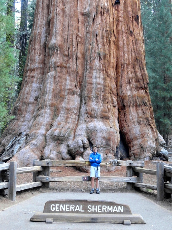 General Sherman Tree, Giant Forest, Sequoia National Park, California