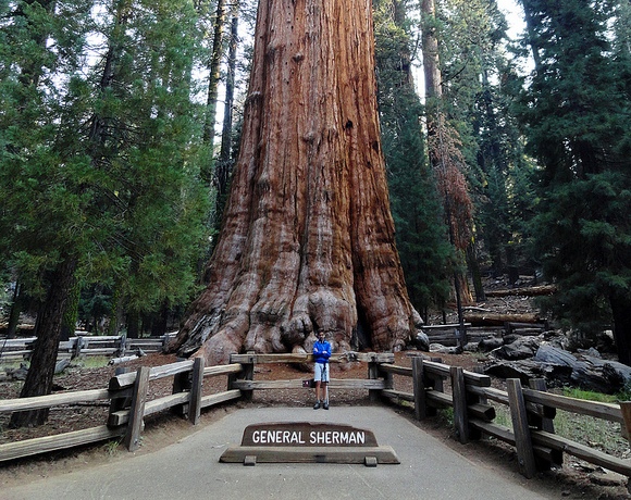 Escursione al General Sherman Tree al Parco Nazionale di Sequoia in California