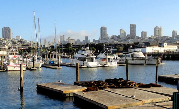 Sea Lion at Pier 39, Fisherman’s Wharf, San Francisco, California