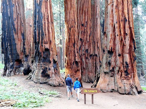 The Senate, Congress Loop Trail, Giant Forest, Sequoia National Park, California