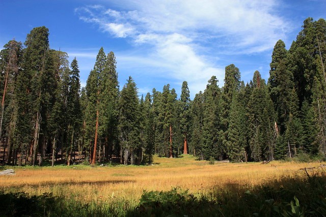 Crescent Meadow, Giant Forest, Sequoia National Park, California