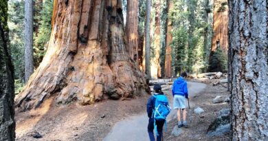 Sequoia: Escursione al Congress Loop Trail