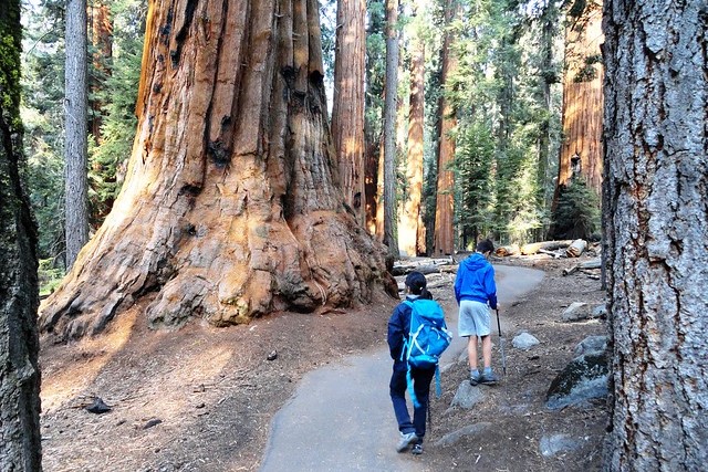 Sequoia: Escursione al Congress Loop Trail