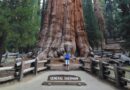 Sequoia: Escursione al General Sherman Tree