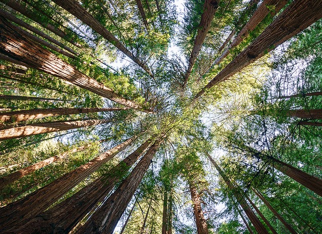 L'Escursione a Muir Woods: Vedere le Sequoie Vicino a San Francisco