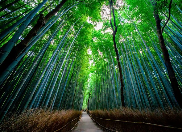 Group Tour to Arashiyama Bamboo Grove, Kyoto