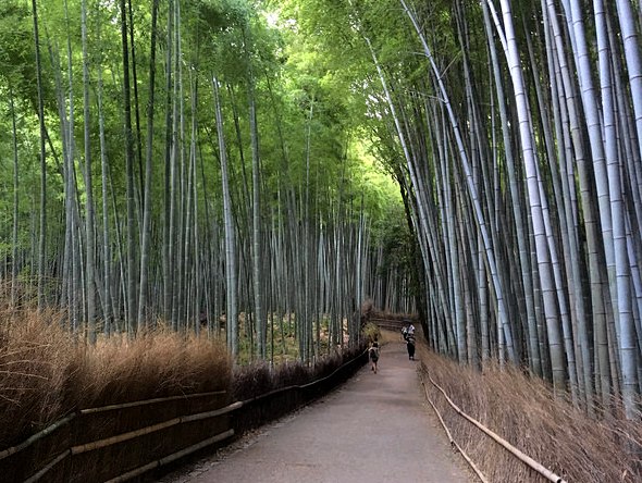 Guida a Come Raggiungere e Visitare la Foresta di Bambù di Arashiyama a Kyoto