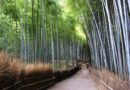 La Foresta di Bambù di Arashiyama a Kyoto: Come Arrivare e Cosa Vedere