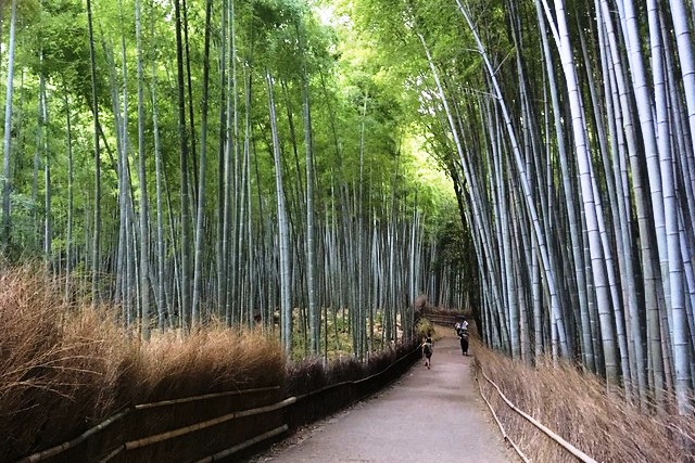 La Foresta di Bambù di Arashiyama a Kyoto: Come Arrivare e Cosa Vedere