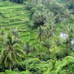 Guida a Cosa Fare e Cosa Visitare ad Ubud a Bali: le Attrazioni Più Belle di Ubud