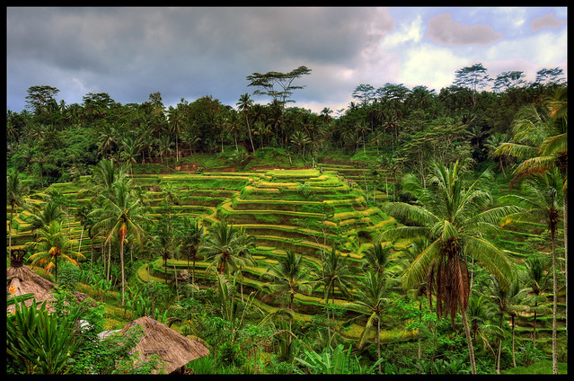 Rice Terraces in Bali, Indonesia 