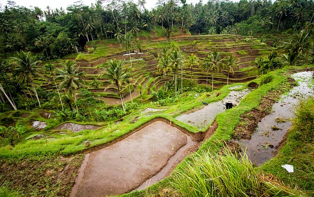 Tegalalang Rice Terraces, North of Ubud, Bali, Indonesia