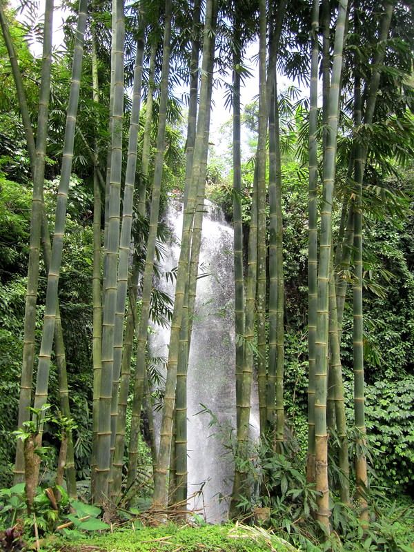 Waterfalls near Munduk in Bali, Indonesia 