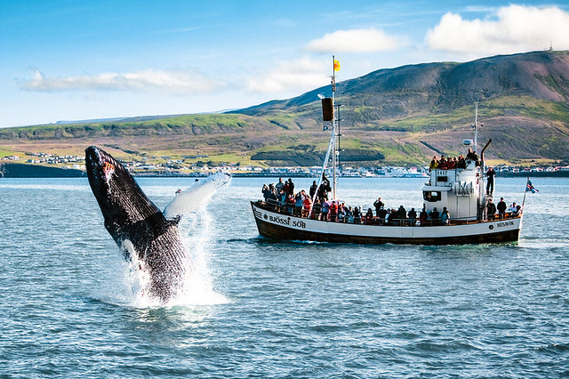 North Sailing Bjössi Sör Boat and a Jumping Whale in front of Húsavík, North Iceland 