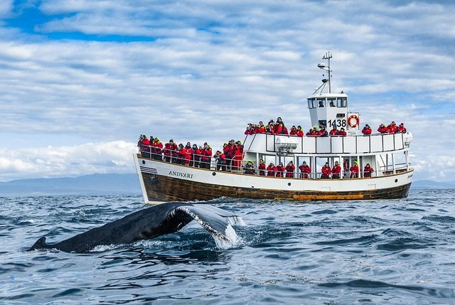 Carbon Neutral Whale Watching Tour aboard Boat Andvari, Húsavík, North Iceland