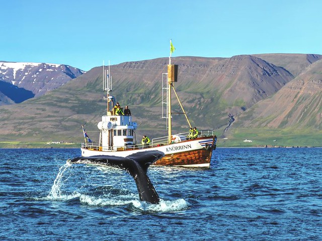 Hjalteyri Whale Watching in Eyjafjörður, Akureyri, North Iceland