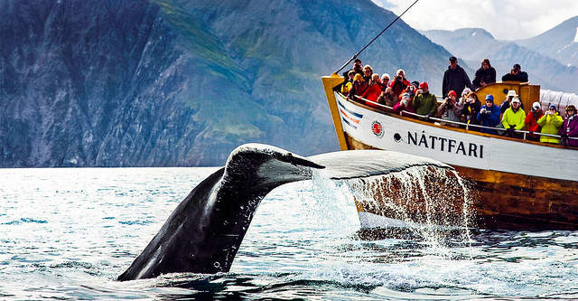 The Original Whale Watching Tour: Húsavík's Most Popular Whale Watching Boat Tour