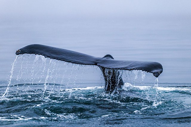 Whale Tail, Húsavík, North Iceland