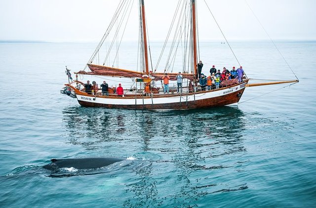North Sailing Schooner Haukur with a Whale, Húsavík, North Iceland
