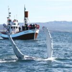 Whale Watching: le Più Belle Escursioni per Vedere le Balene ad Húsavík in Islanda