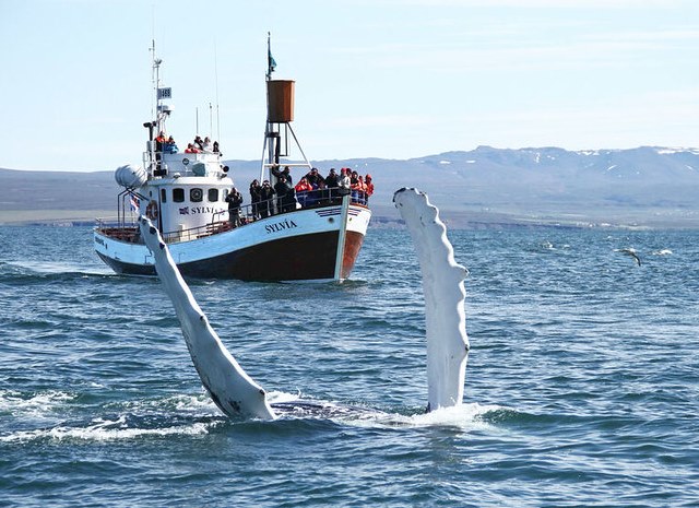 Whale Watching Tours a Husavik: le Più Belle Escursioni per Vedere le Balene ad Húsavík in Islanda