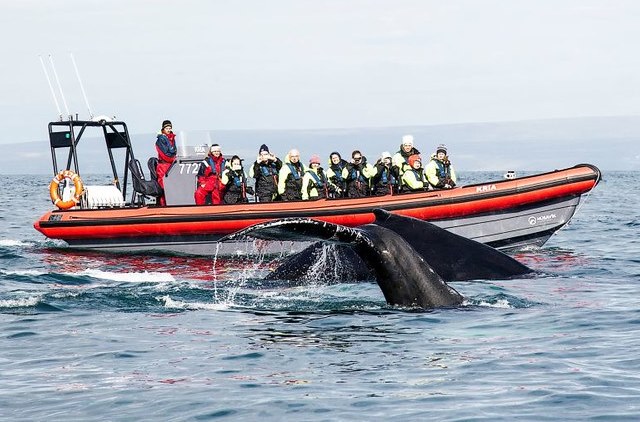 RIB Whales & Puffins Tour: Watching Whales and Puffins with a RIB Speedboat