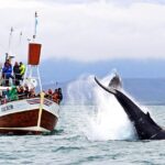 Le Balene di Húsavík: 10 Cose Importanti da Conoscere Prima di Prenotare la Tua Escursione