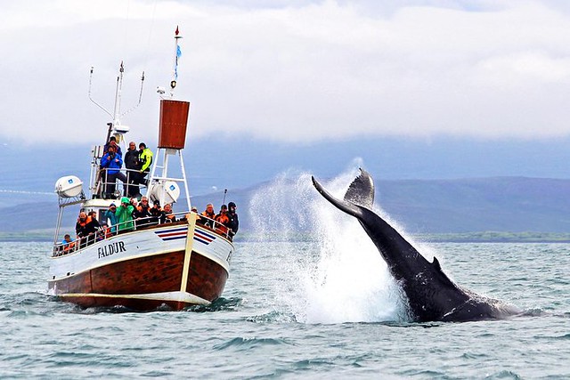 Le Balene di Húsavík: 10 Cose Importanti da Conoscere Prima di Prenotare la Tua Escursione di Whale-watching in Islanda