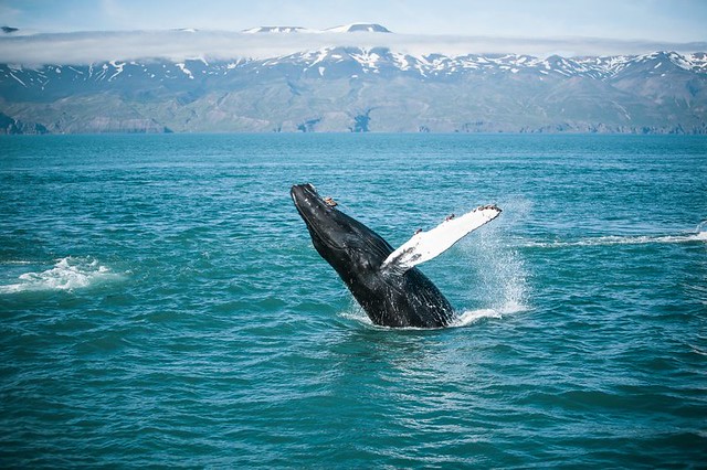 Whale Watching in Húsavík by Husavik Adventures, North Iceland