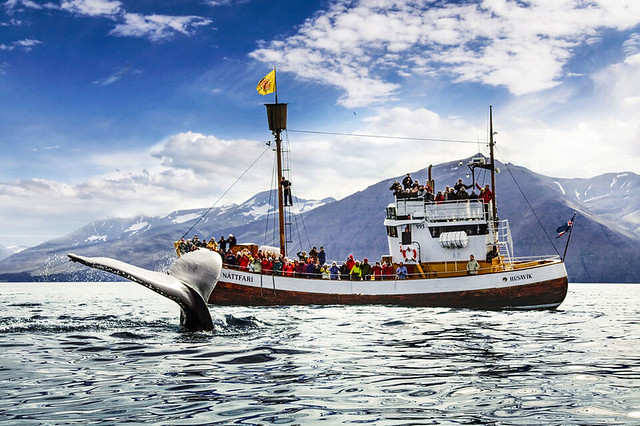 Whale Watching in Húsavík by North Sailing, North Iceland