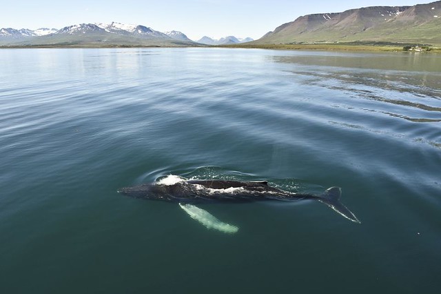 Whale in Eyjafjörður, Akureyri, North Iceland