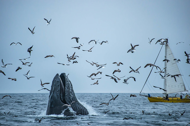Whale with Birds, North Iceland