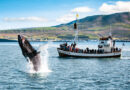 Le 5 Più Belle Escursioni per Vedere le Balene ad Húsavík in Islanda