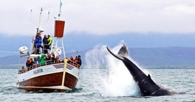 Le Balene di Húsavík: 10 Cose Importanti da Conoscere Prima di Prenotare la Tua Escursione di Whale Watching