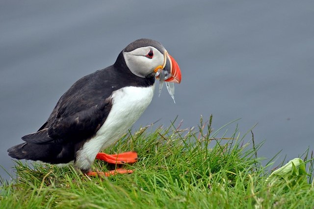 Borgarfjordur eystri: Dove Vedere da Vicino i Puffins in Islanda