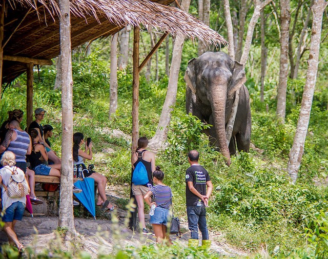 Phuket Elephant Sanctuary Tour from Phuket